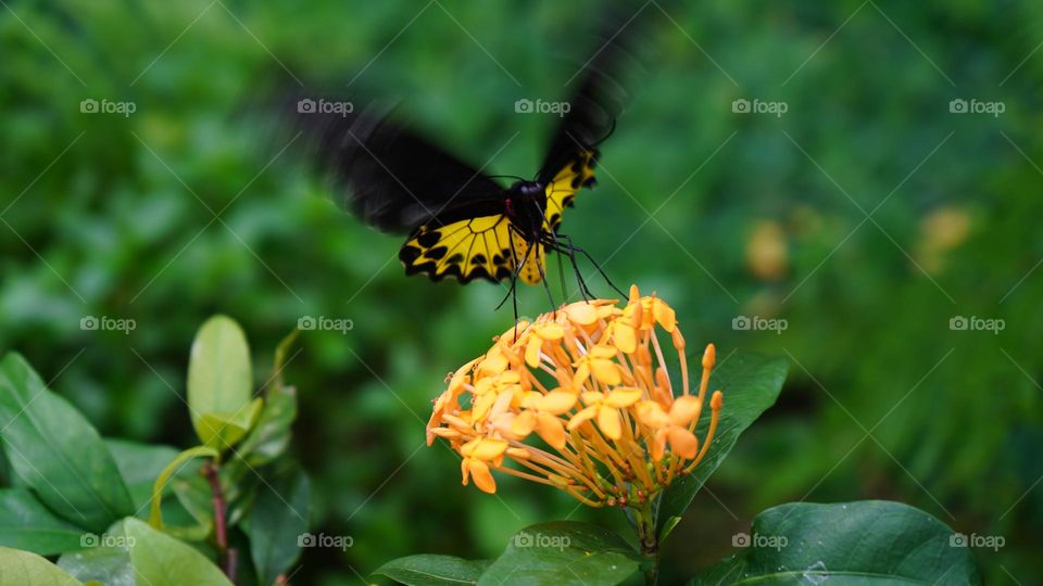 Life begins the day you start a garden.The love of gardening is a seed once sown that never dies, but never grows to the enduring happiness that the love of gardening gives.