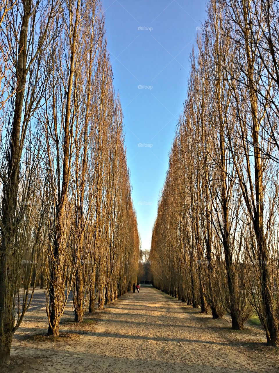 
Symmetry - A view of the magnificent Parc de Versailles with a row of tall symmetrical shaped trees. There are so many perspective here. 