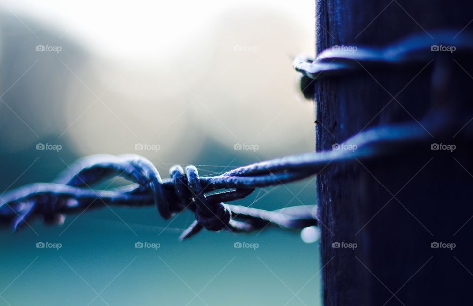 Early morning dew on barbed wire  