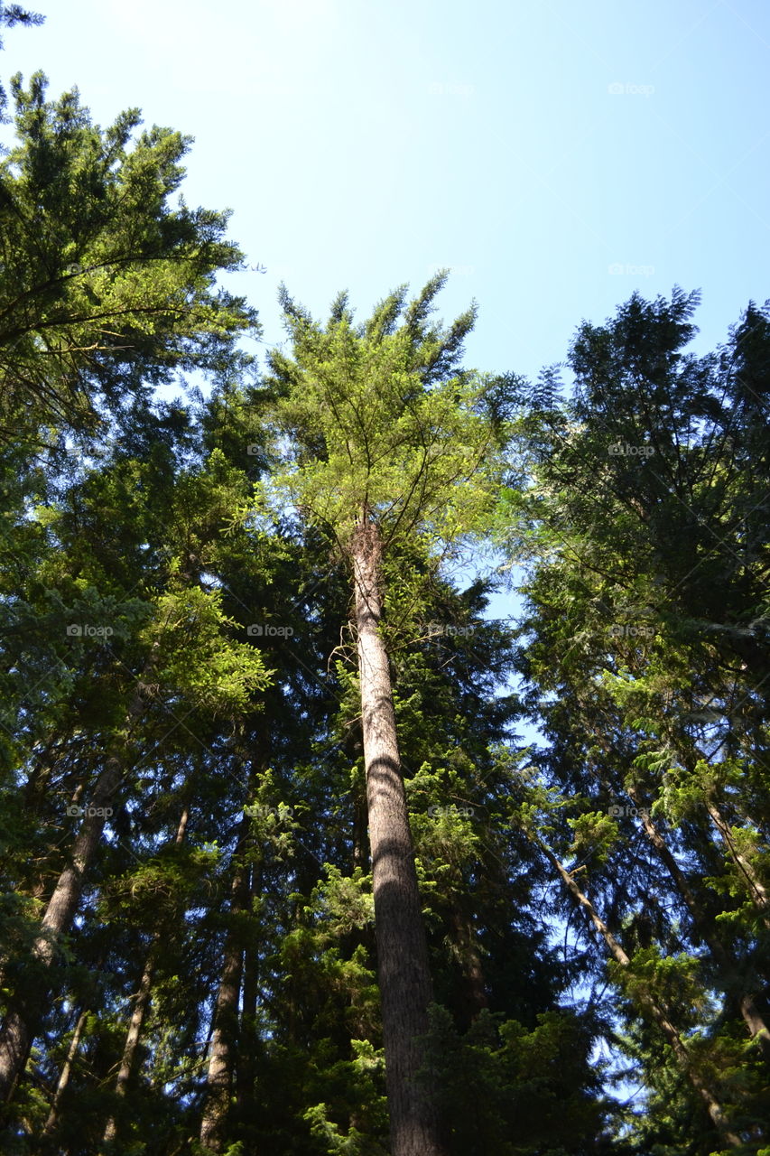 Perspective in the forest late spring in late day, view from the ground up of trees in the forest on sky blue sunny day 