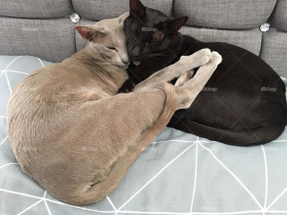 What a funny way to sleep ‘ kaito and Mei Mei 😂