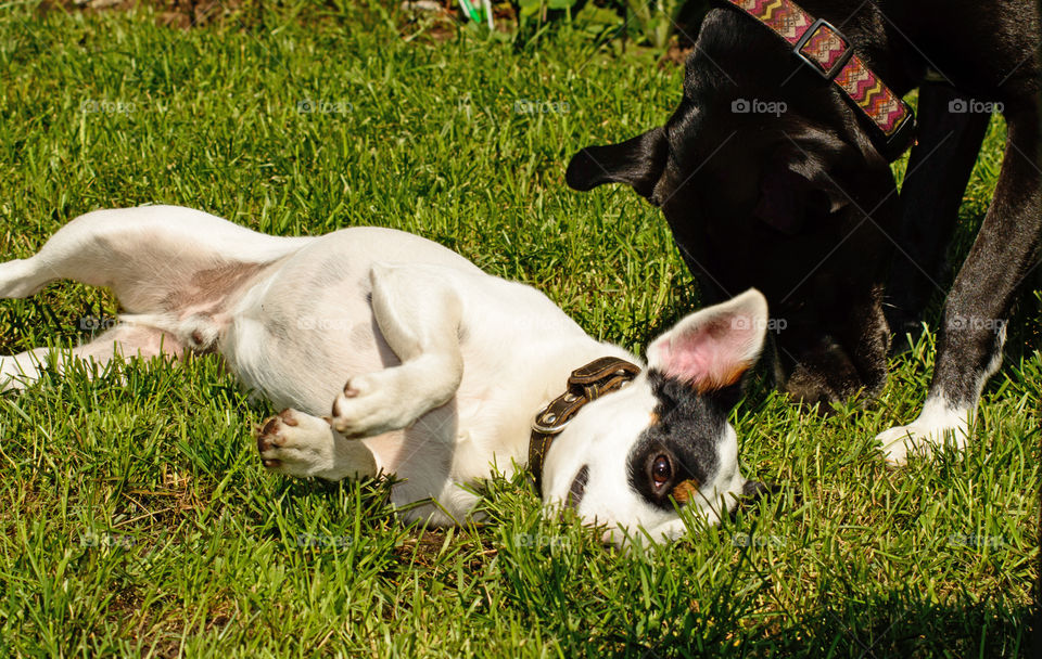 Dogs rolling around is grass in summertime conceptual dogs playing together and animal behavior pet photography small white Jack Russell Terrier dog laying down 