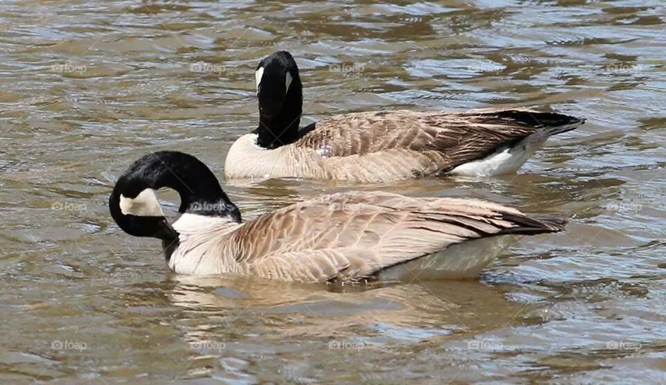 mating geese