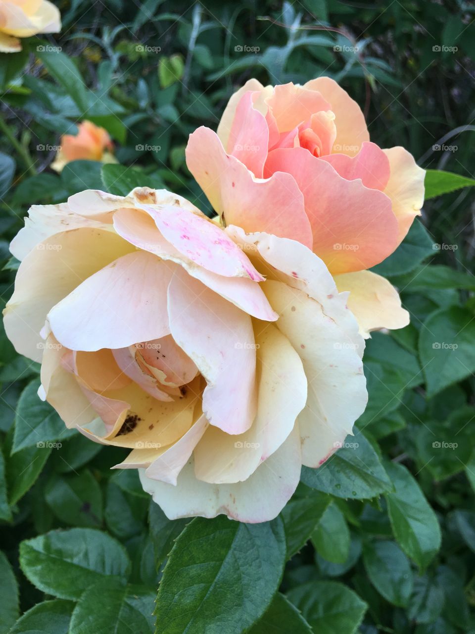 Light orange roses