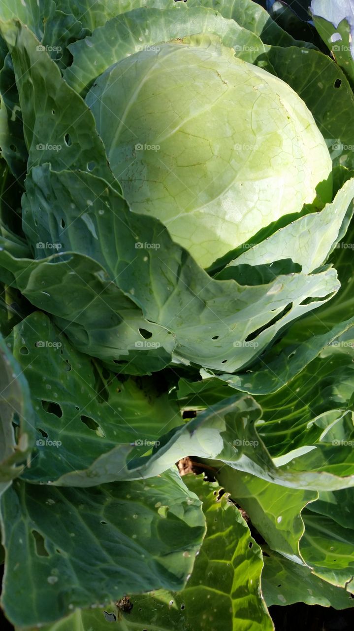 Organic Green Cabbage