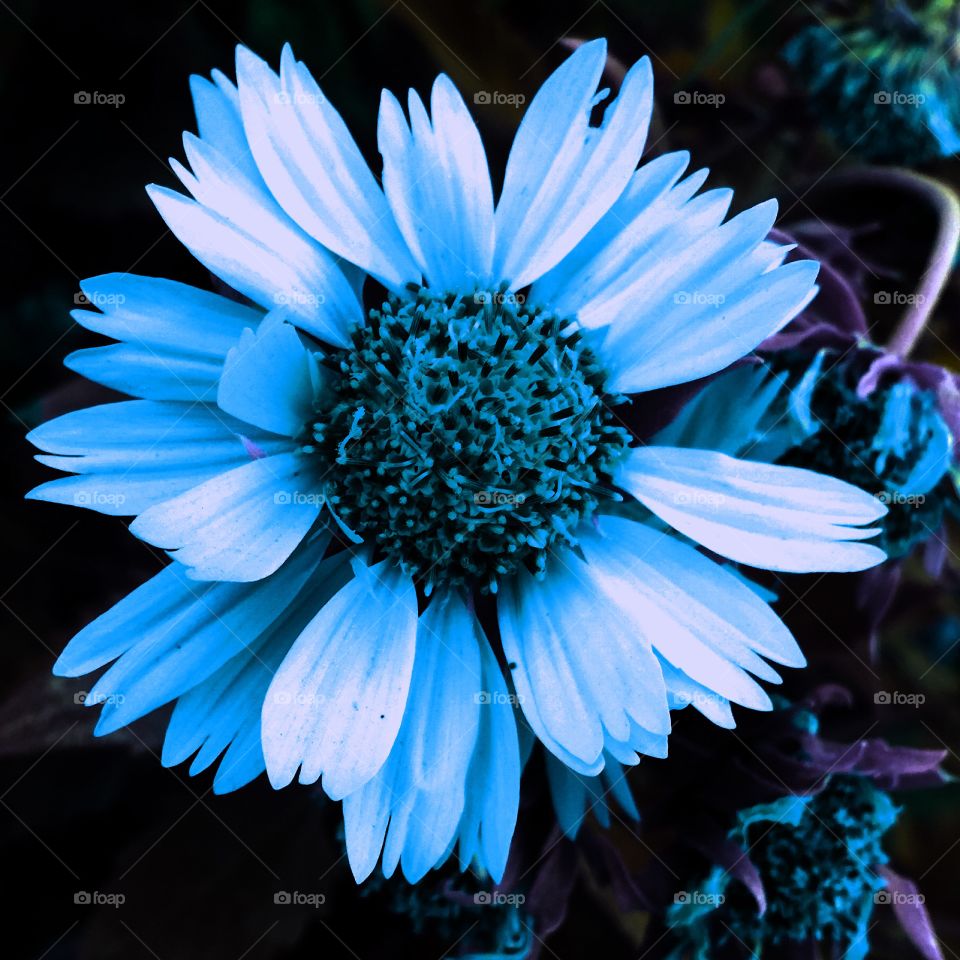 Blue flower 