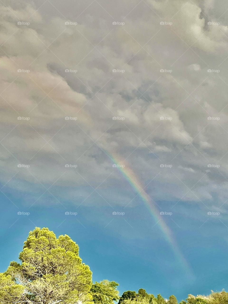 A photo of a cloudy sky with a tree and a rainbow. 