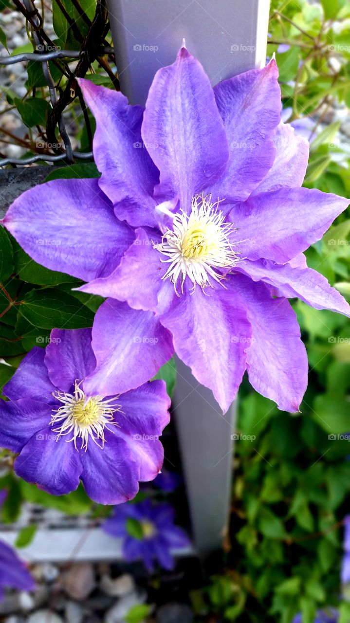 Clematis