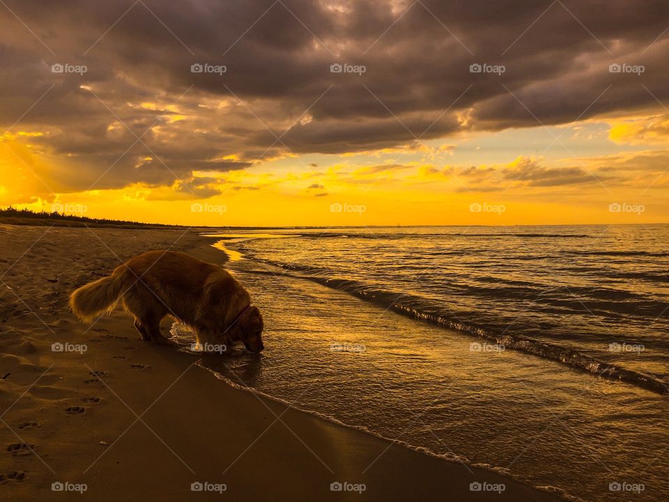 Sunset, Beach, Dawn, Water, Evening