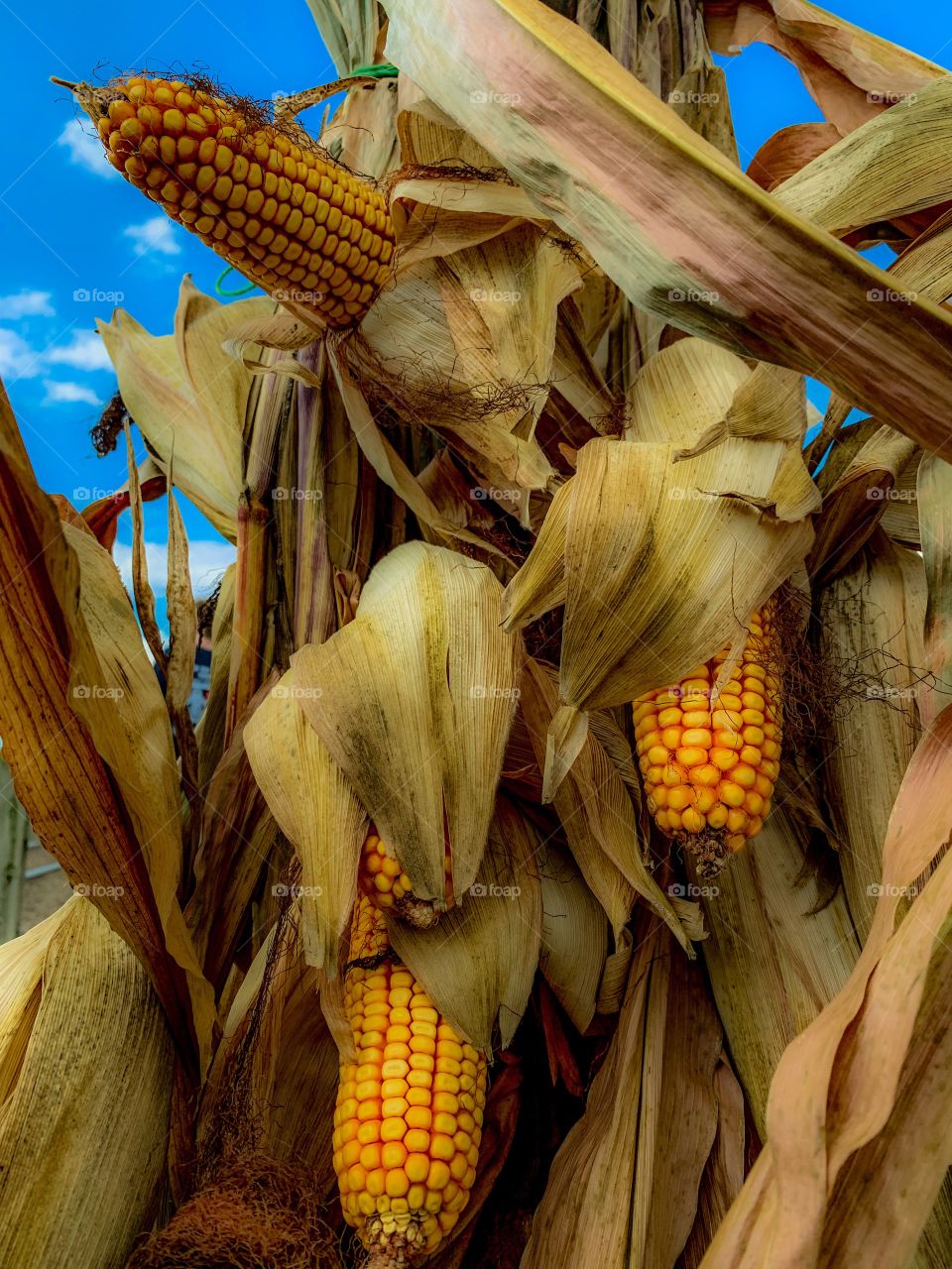 Corn farm fun 