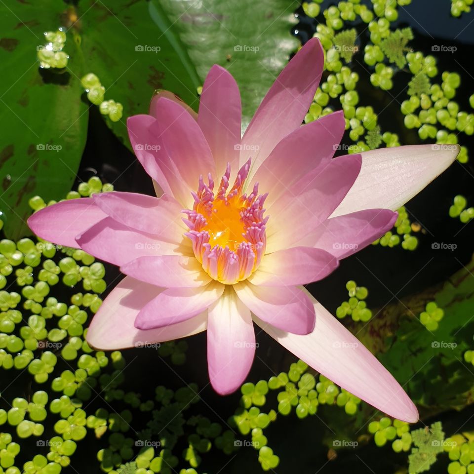Lotus LILY WATER