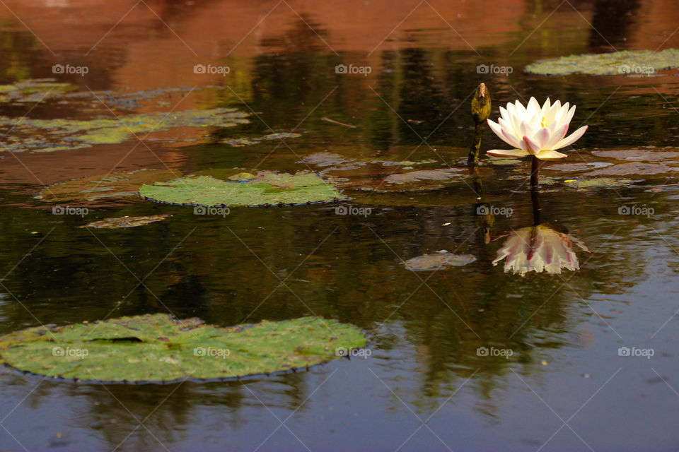 White lotus in pond