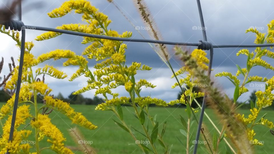 fenced in flowers