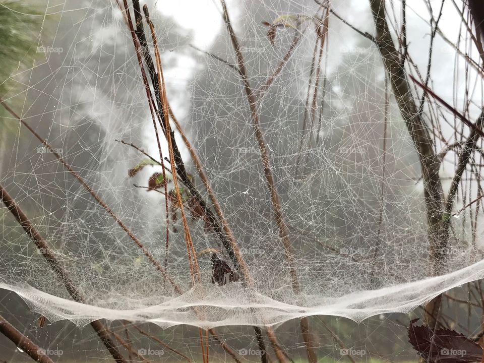 Foggy morning as seen through a spider's web.