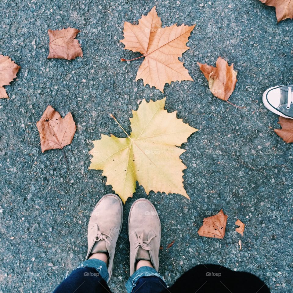 Autumn foliage 