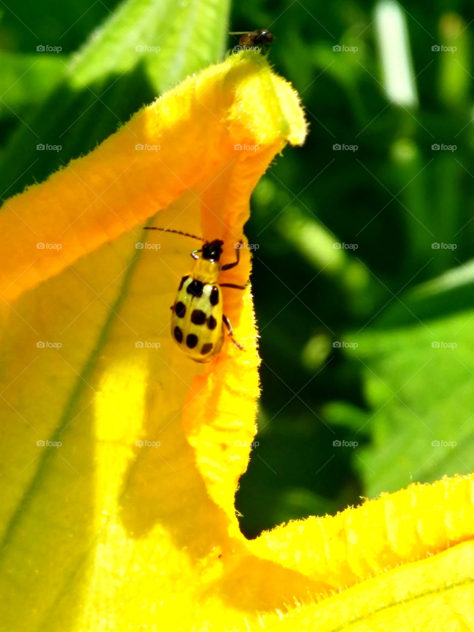 In the garden with flowers and pollinators! 🌼🐝🐞