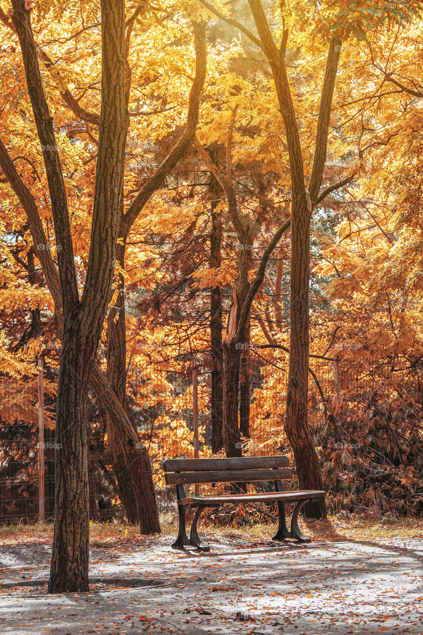 Bench in a park on autumn mood
