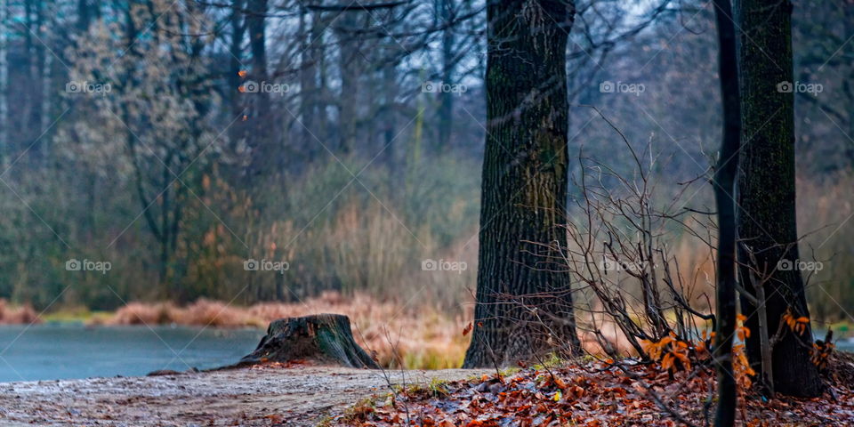 Late autumn in a park 