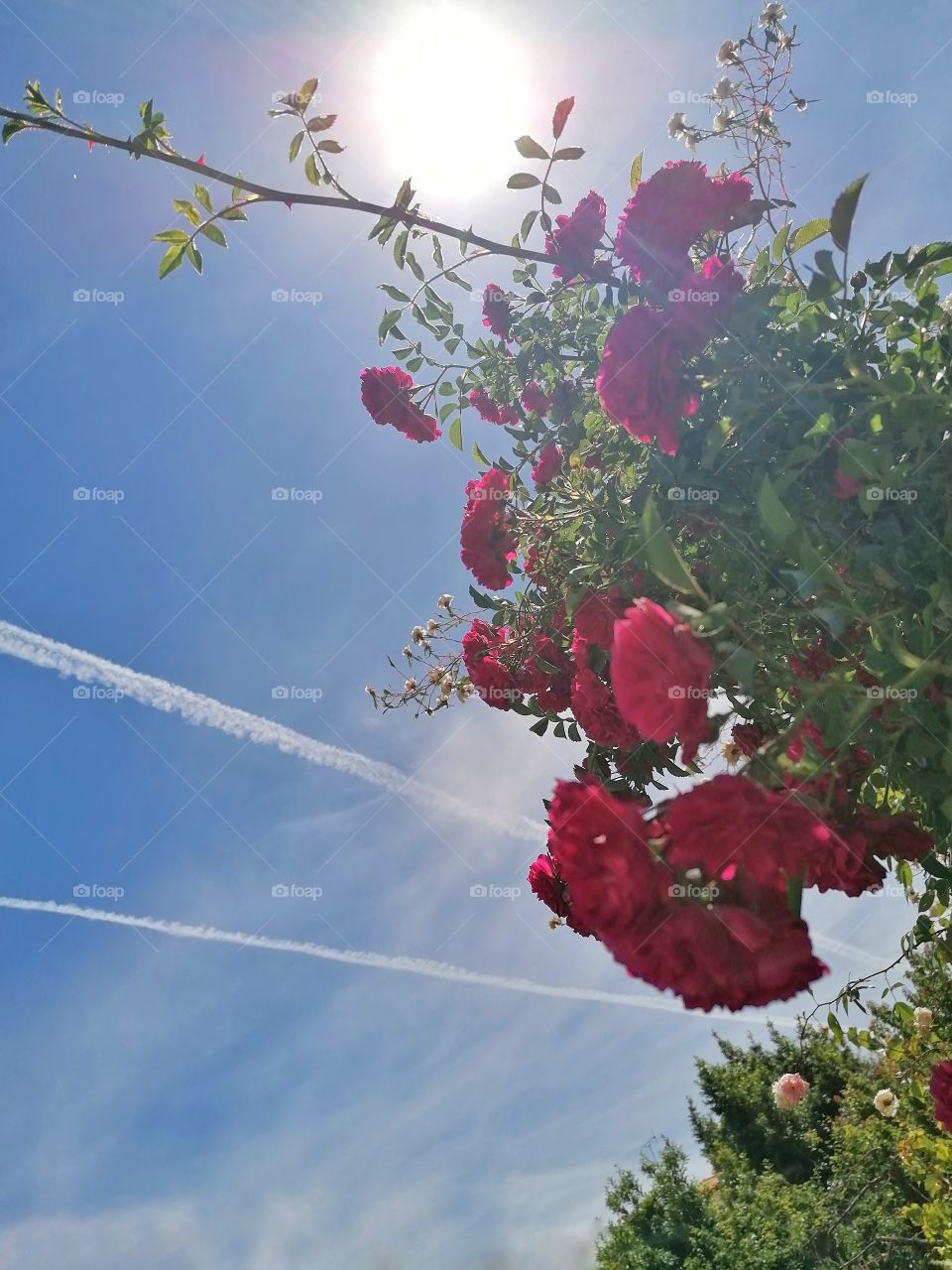 Sky of roses
