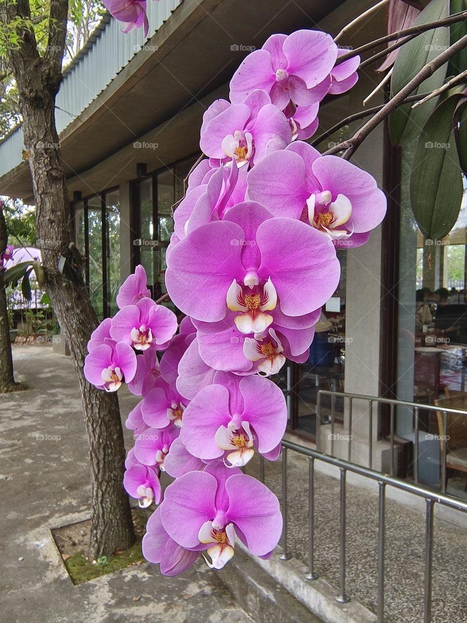 Orchids in Beinan Township Native Applied Botanical Garden