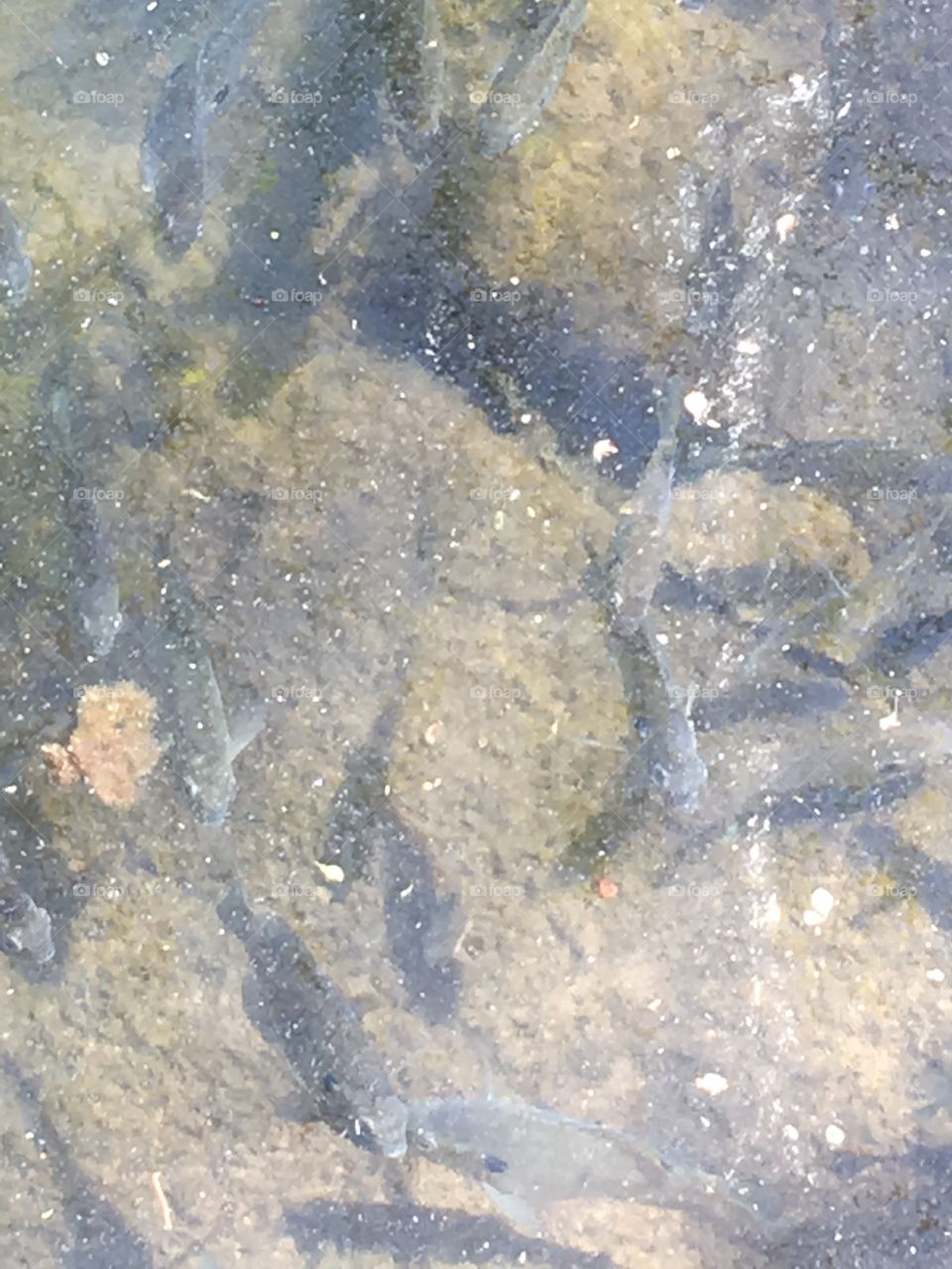 The Creek at Bleasode Creek State Park Fish
