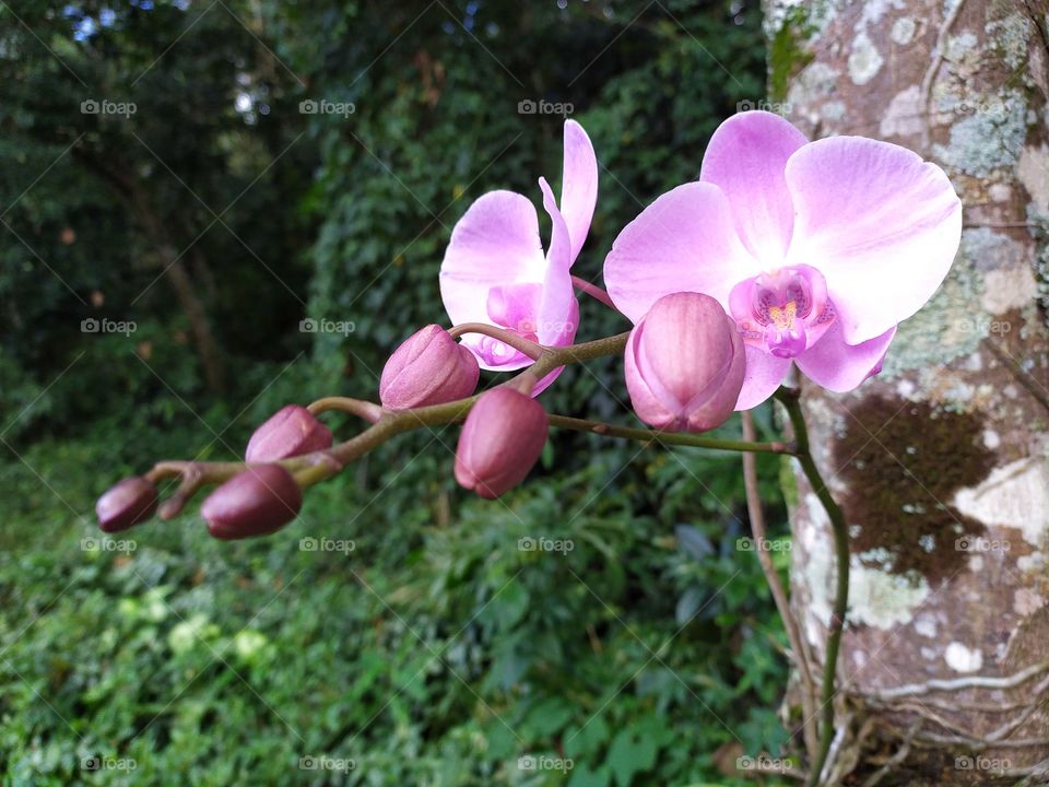a special white and pink orchid phalaenopsis in the garden