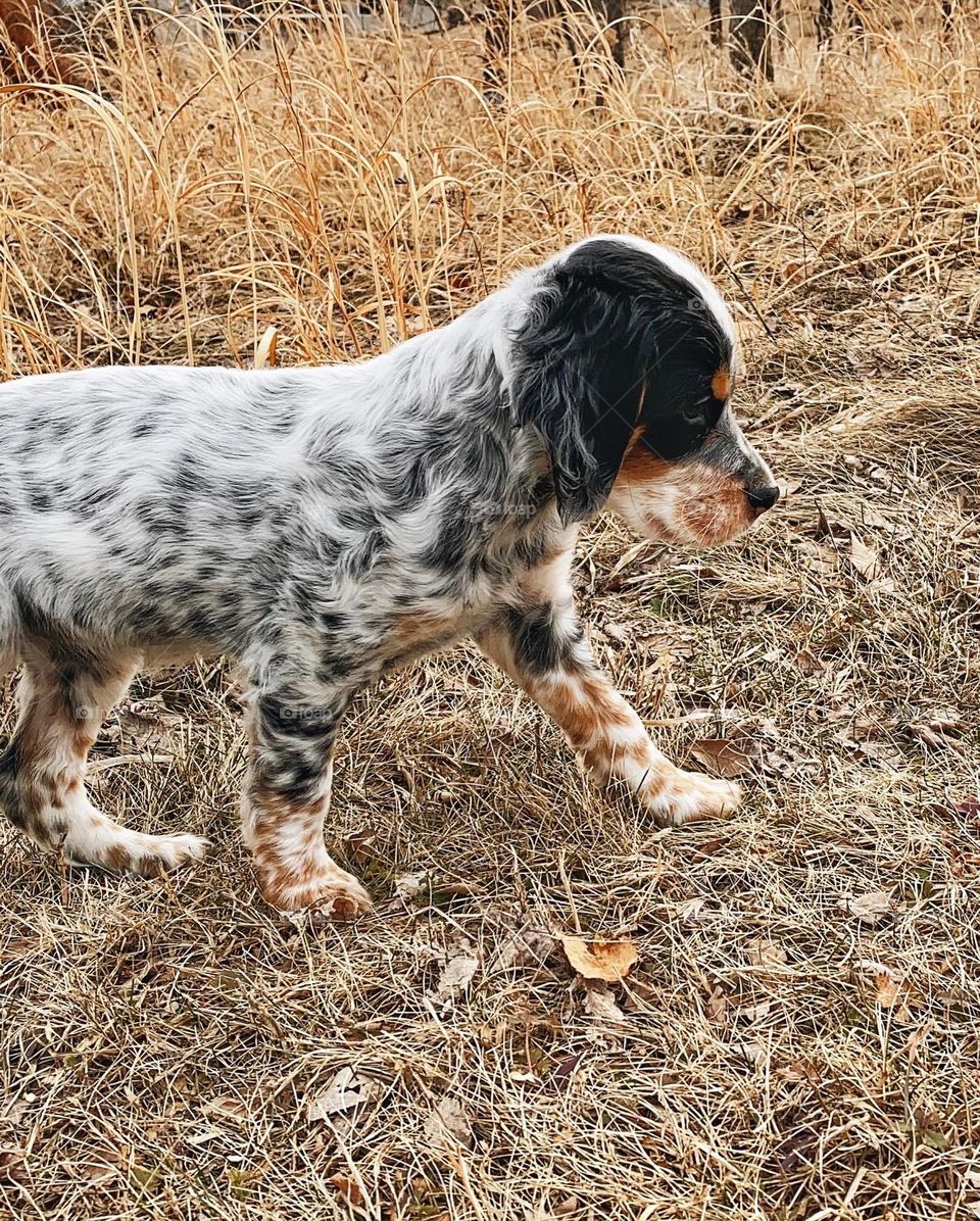 Puppy in the grass