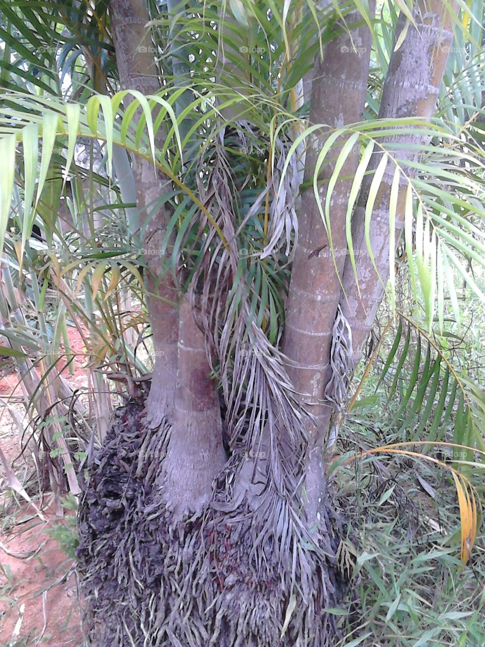 Roots of palm trees