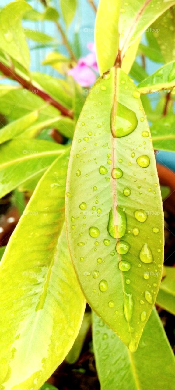 leaf on drop