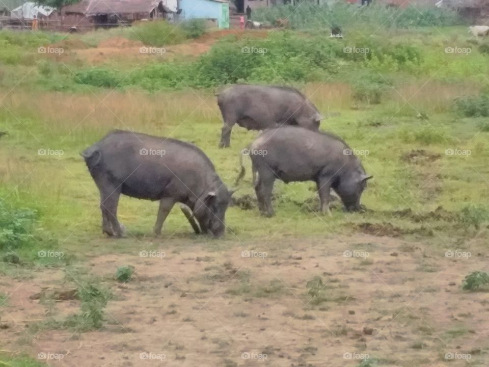 Piges Digging the ground, it is often found in the Indian states of Jharkhand.