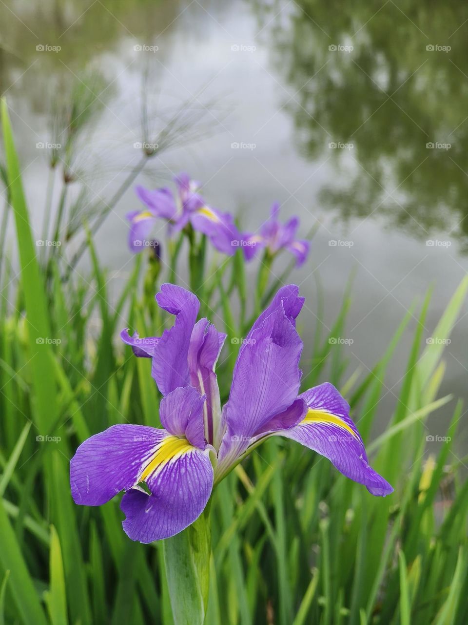 The flower in Van Gogh's famous painting, iris