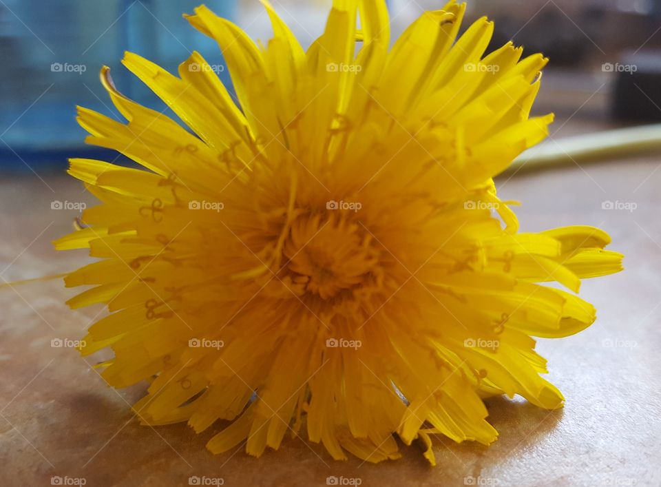 Dandelion on a table