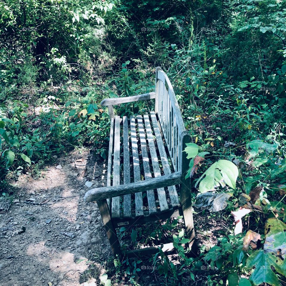 Lonely Bench in the Forest