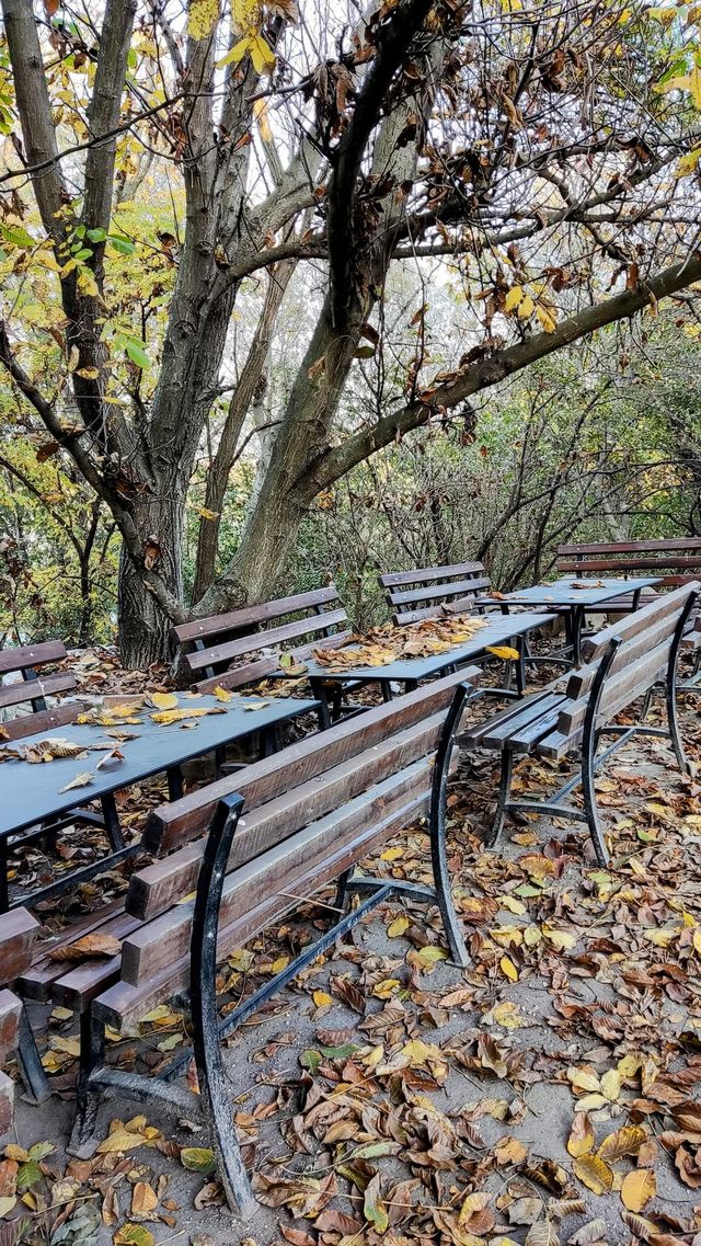 autumn on the terrace