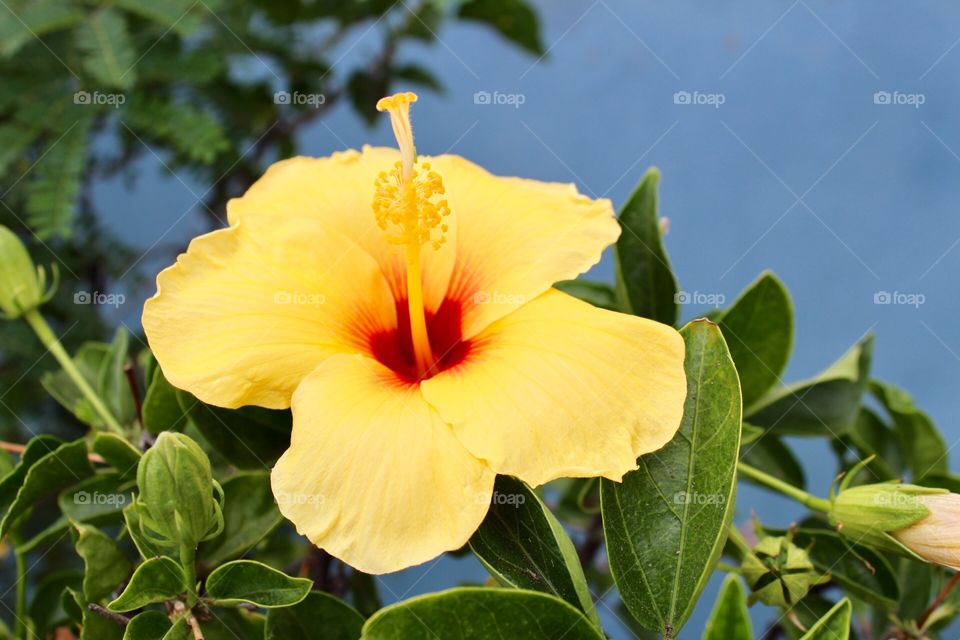  Hawaii state flower; yellow hibiscus 