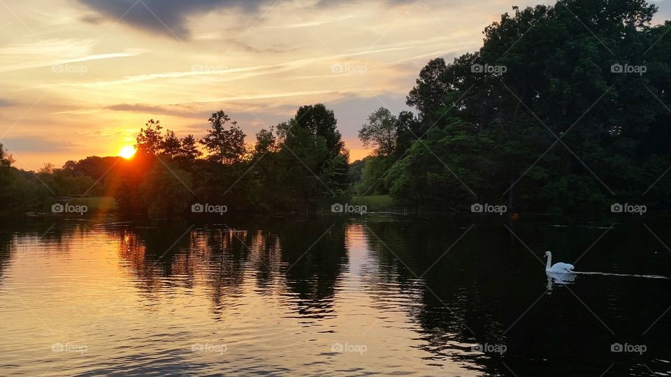 Swan at sunset