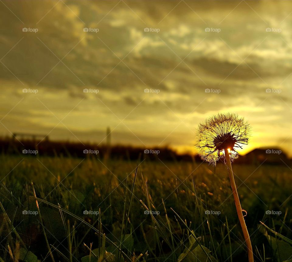A dandelion and a sunrise