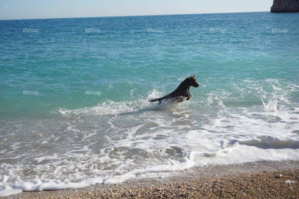 Labrador#dog#beach#sea#sand#play#fun