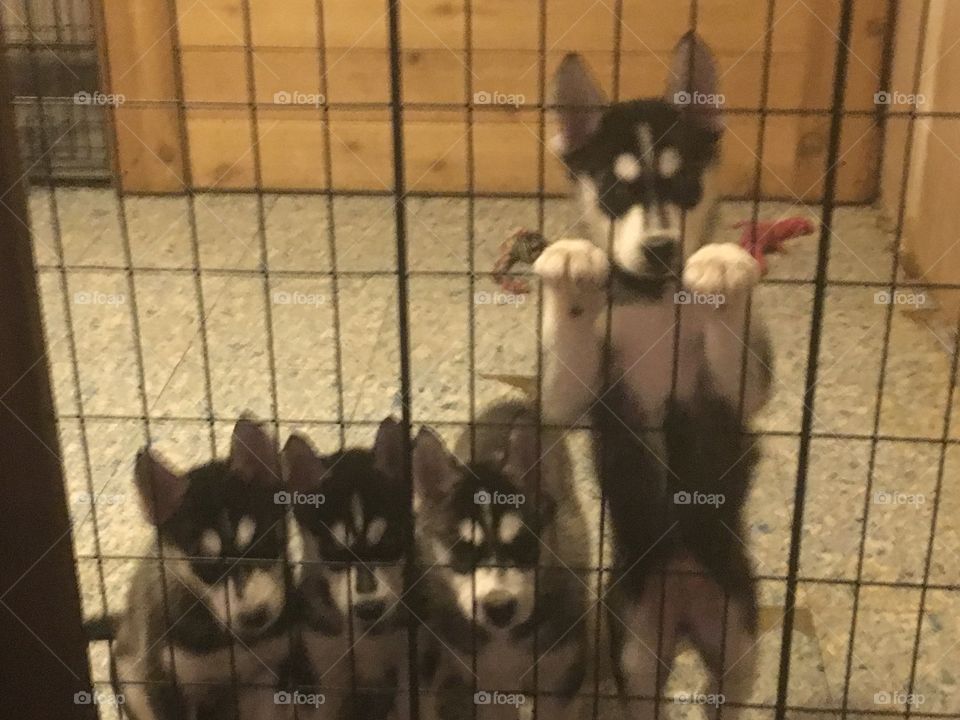 Four little puppies 