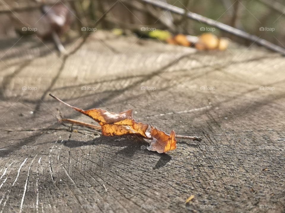 Dry leaf on the stump