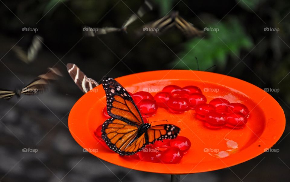 Orange butterfly on red plate