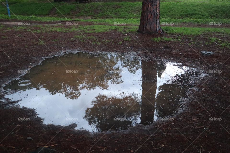 Reflection in a puddle of tree tops and sky