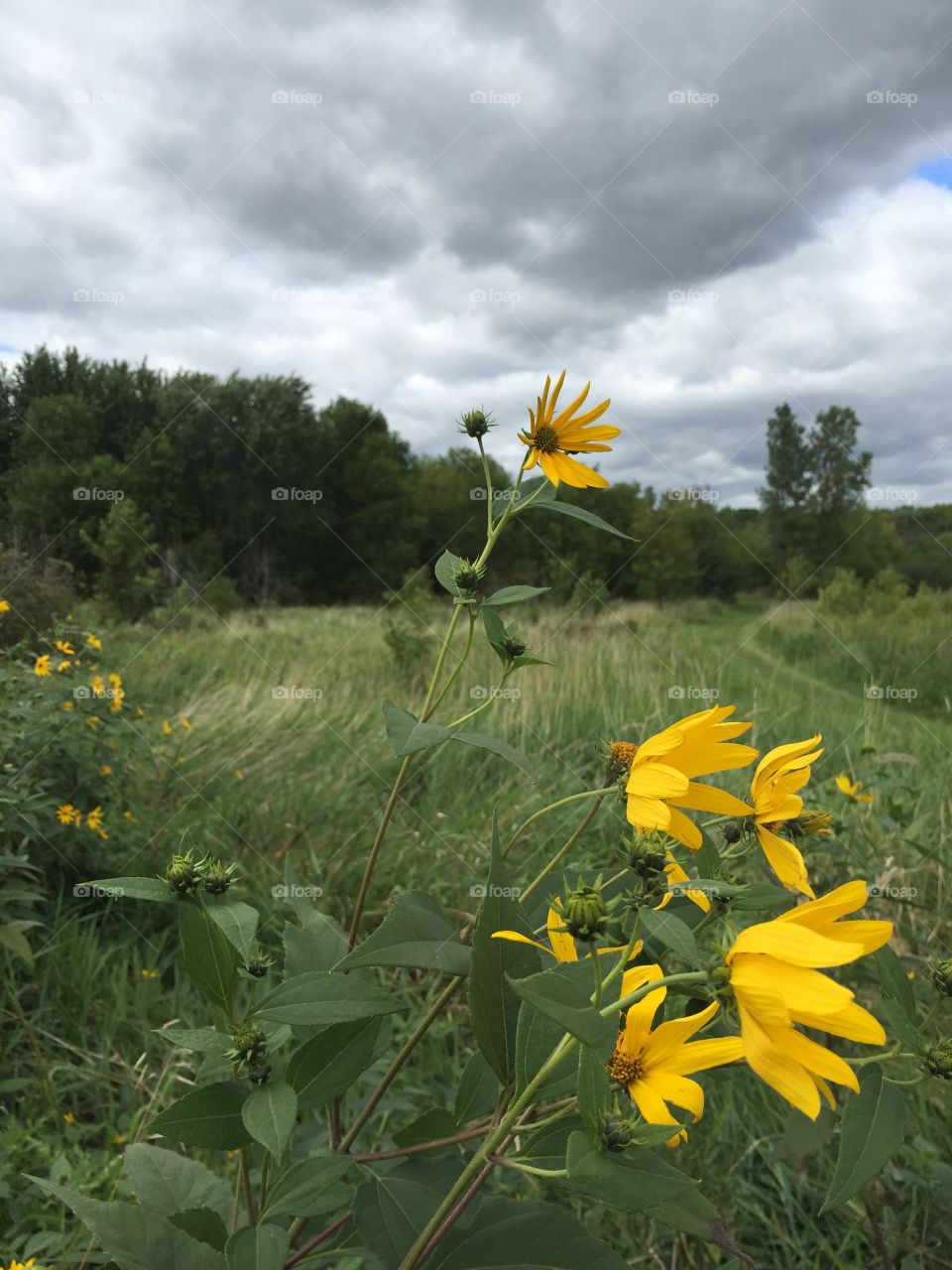 Wild flowers of Minnesota 