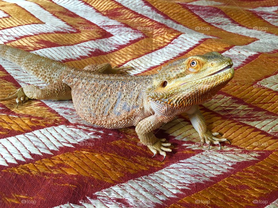Pet lizard
