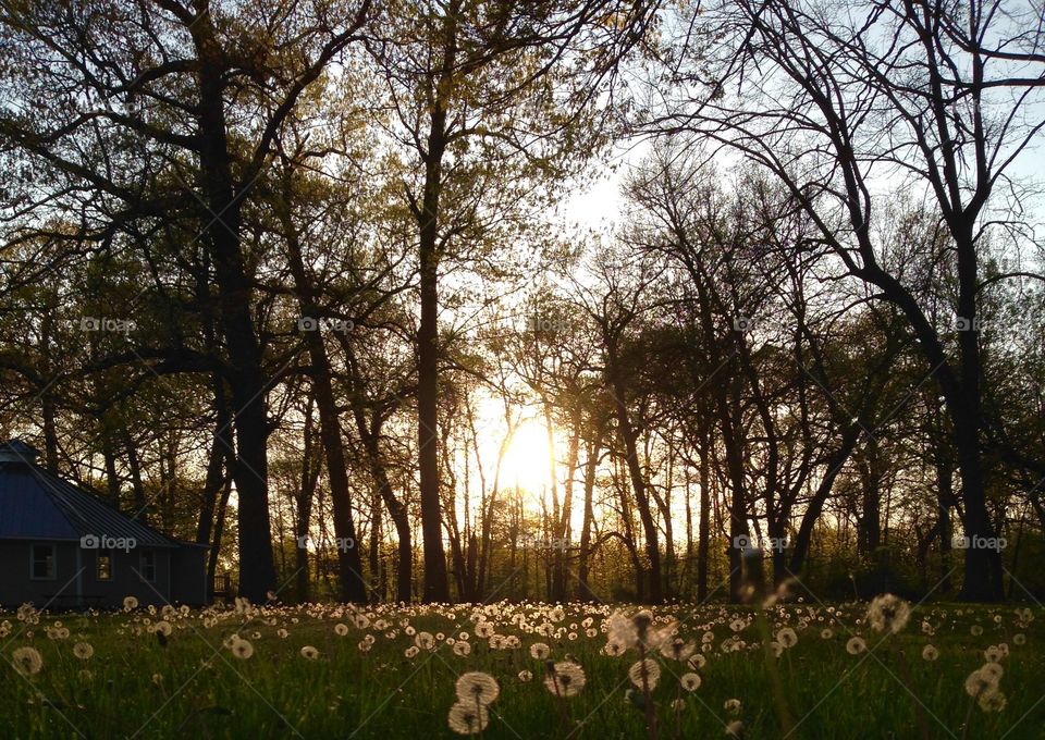 Dandelion Sunset