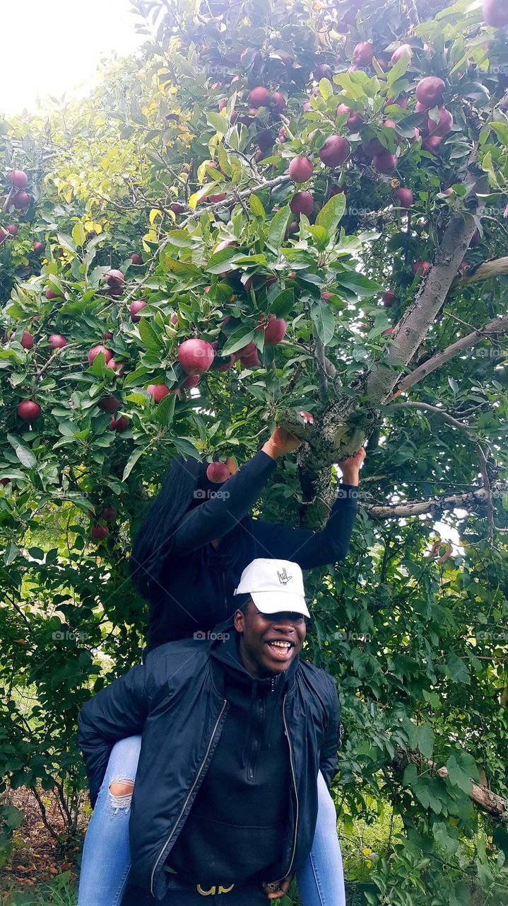 Laughter at the Apple Orchard