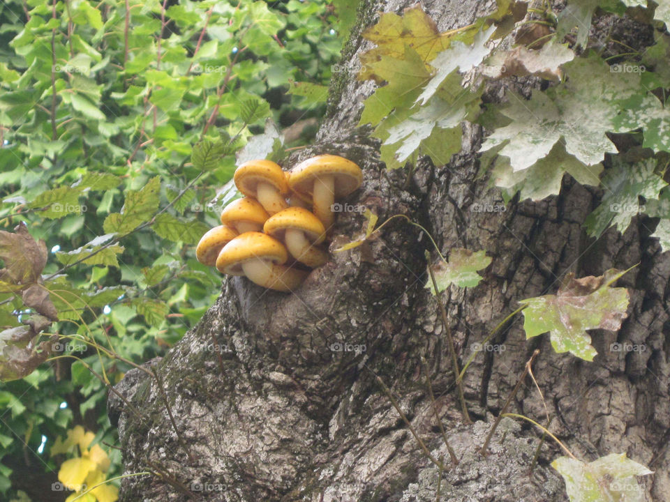 Mushroom Tree in Europe