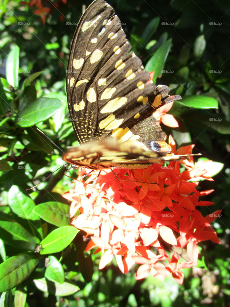 butterfly sideview