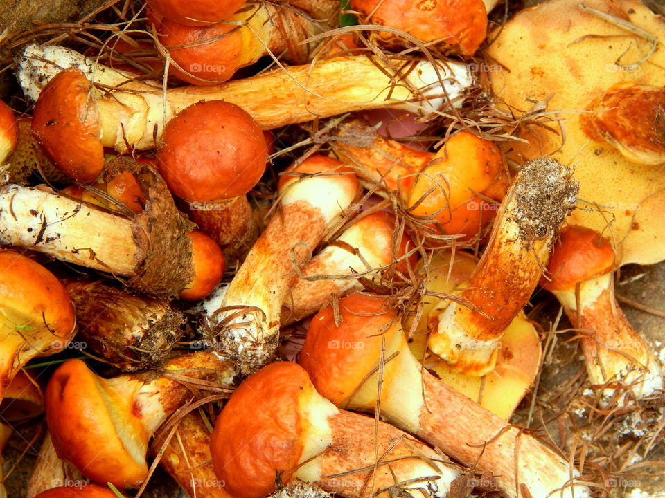 Small mushrooms from forest