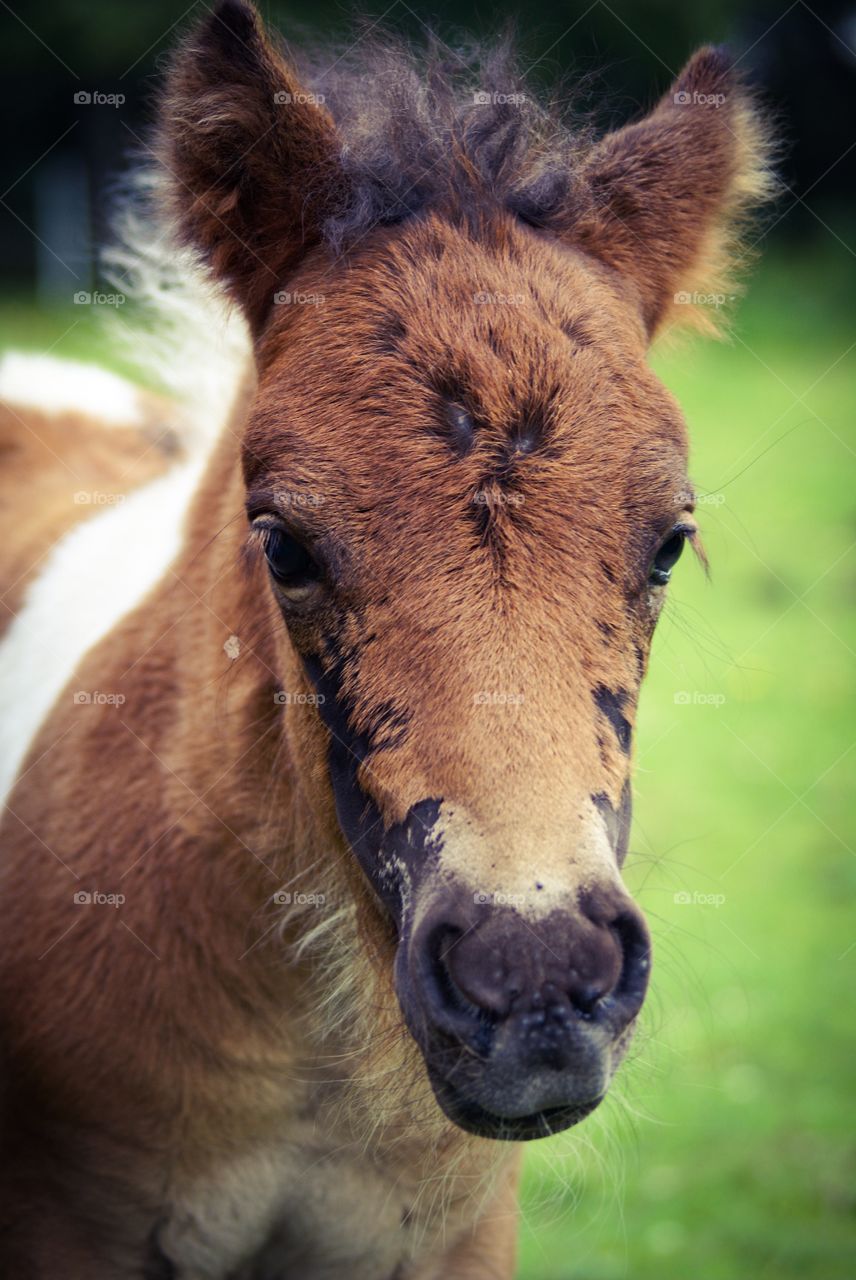 Pony foal. Just such a cute foal that is curious about the camera